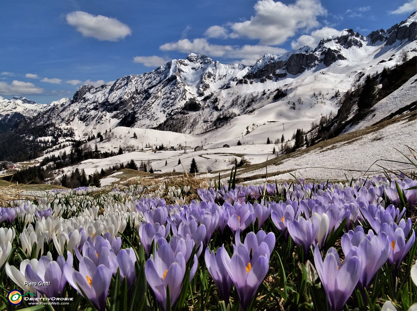 75 Sui pascoli spettacolari distese di Crocus vernus multicolori.JPG